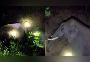  யானை அட்டகாசம் கிராமத்தினர் பீதி