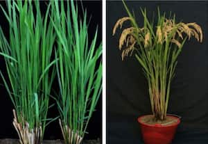 பல்லாண்டு வளரும் நெற்பயிர்