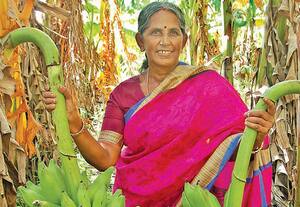  மொந்தன் வாழையில் கைநிறைய லாபம்!