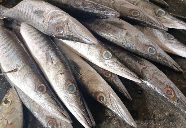  சீலா கருவாடு; சீக்கிரம் அனுப்பு