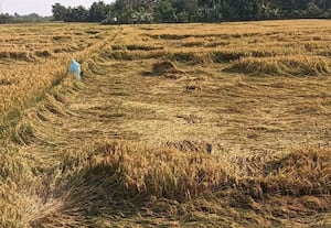  நெல் பயிர் நிலத்தில் சாய்ந்ததால் மாம்பாக்கத்தில் மகசூல் பாதிப்பு