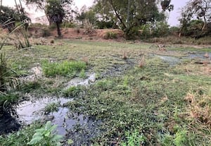  தொழிற்சாலை கழிவுநீர் கலப்பால் சீரழியும் வைப்பூர் சித்தேரி