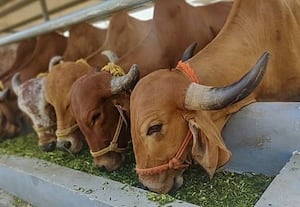 கால்நடை தீவனத்துக்கும் தர நிர்ணயம் உணவு பாதுகாப்பு ஆணையத்துக்கு தடை