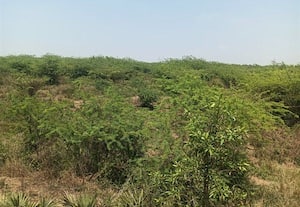  சீமை கருவேல மரங்களால் முள் காடாக மாறிய சாத்தணஞ்சேரி ஏரி