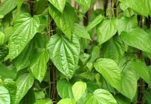  மணமணக்கும் மைசூரு வெற்றிலைக்கு உலகம் முழுதும் பெரும் வரவேற்பு