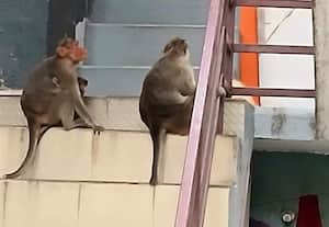  நாளுக்கு நாள் தொல்லை தாங்கல! விரட்டும் போது கடிக்க வருது