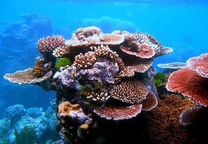  *தீவுகளுக்கு அரணாக விளங்கும் பவளப்பாறைகள் *கடல் வாழ் உயிரினங்களின் உயிரோவியமாக உள்ளது