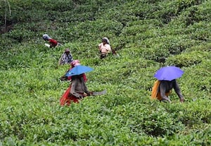 பொருத்தி பசுந்தேயிலை பறிக்கும் பெண் தொழிலாளர்கள்