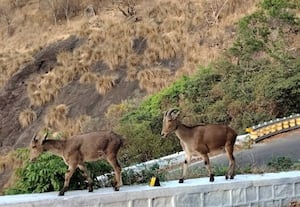  வால்பாறையை ரசிக்க வாங்க... வனவிலங்குகளை துன்புறுத்தாதீங்க!