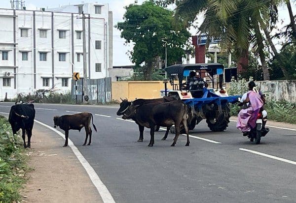  நடு ரோட்டில் மாடுகளால் அச்சத்தில் வாகன ஓட்டிகள்