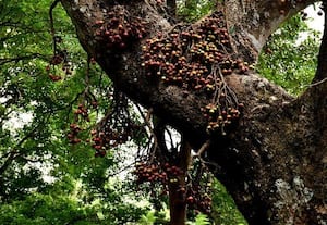  அத்திப்பழம் சீசன் கூடலுாரில் அமோகம்