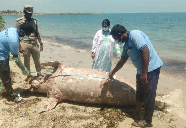  இறந்து கரை ஒதுங்கிய ராட்சத கடல் பசு