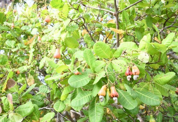 முந்திரி பழம் சீசன் துவக்கம் வரத்துள்ளதால் விலைச்சரிவு: பழம் ஒன்று ரூ.5க்கு விற்பனை