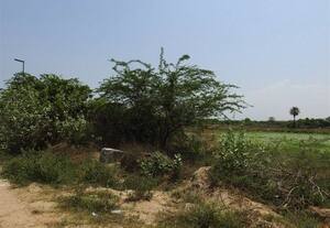  அக்கமாபுரம் குளத்தை துார்வார நடவடிக்கை எடுக்க கோரிக்கை