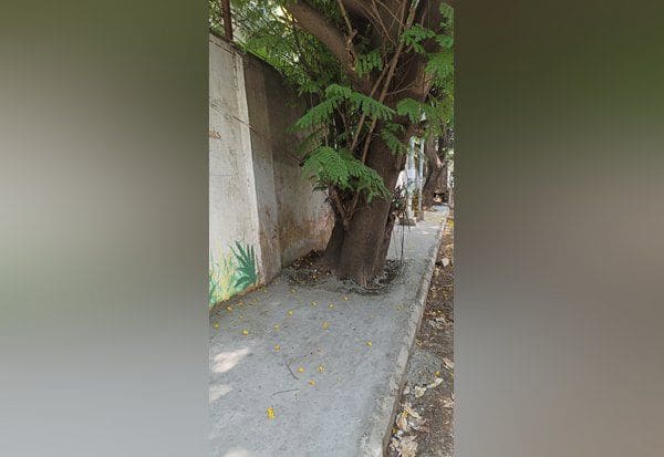  மரத்தை சுற்றி கான்கிரீட் தளம் சுற்றுச்சூழல் ஆர்வலர்கள் அதிருப்தி