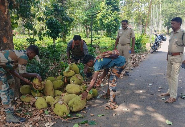  ஊருக்குள் வரும் காட்டு யானைகள் :பலா காய்கள் அகற்றும் பணியில் வனத்துறை