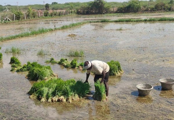  வறட்சியிலும் இரண்டாம் போக நெல் சாகுபடி