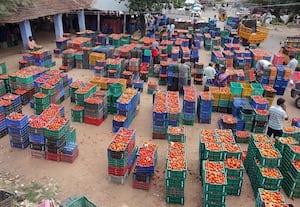 தக்காளி விலை சரிவு ஏற்படுவதை தடுக்க... ﻿ தொலைநோக்கு தேவை!மதிப்புக்கூட்டு பொருள் தயாரிக்க திட்டமிடணும்
