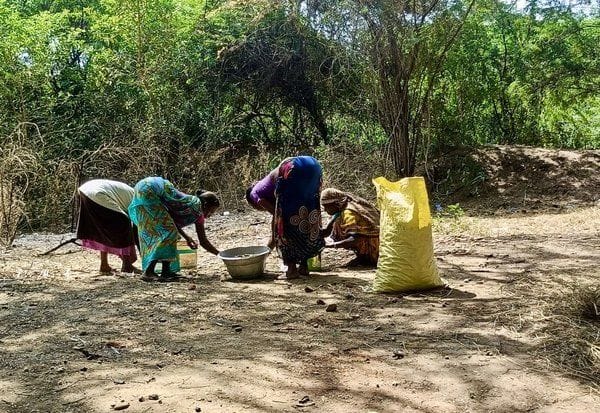  புளியம்பழம் சீசன் தொடக்கம்: சேகரிக்கும் பணியில் கிராம மக்கள்