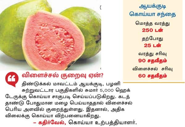  கொய்யா விளைச்சல் 60% சரிவு ஒரு கிலோ 125 ரூபாயாக உயர்வு