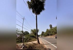 தாழ்வாக செல்லும் மின்கம்பிகளால் அச்சம் :  மின்கம்பமின்றி மரத்தால் முட்டு கொடுப்பு