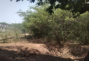  பள்ளி வளாகத்தில் கருவேல மரங்களை அகற்ற சமூக ஆர்வலர்கள் கோரிக்கை