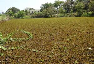  ஆகாய தாமரைகள் வளர்ந்து பாழாகி வரும் பூதுார் குளம்