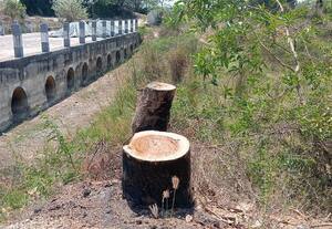  கம்பன் கால்வாய் கரையோரம்: 10 ஆண்டு வேப்ப மரங்கள் திருட்டு