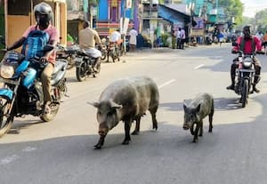  மானாமதுரையில் பன்றிகளால் நோய் பரவும் அபாயம்