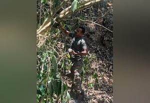  கரடிகள் நடமாட்டம் கேமராக்கள் பொருத்தம்