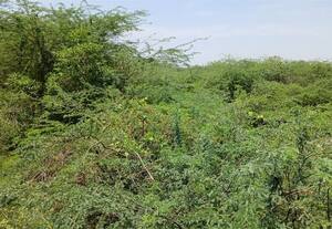  சீமை கருவேல மரங்களை அகற்ற விவசாயிகள் எதிர்பார்ப்பு