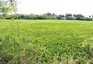  கழிவுகளால் சீரழியும் தேர்வழி கிராம ஏரிகள் சீரமைத்து பாதுகாக்க மக்கள் கோரிக்கை