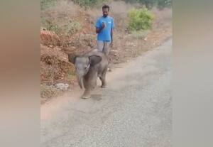  யானை கூட்டத்துடன் சேர்ந்தது குட்டி யானை