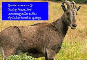  வரையாடுகள் கணக்கெடுப்பு இன்றுடன் நிறைவடைகிறது கடந்த ஆண்டை விட எண்ணிக்கை அதிகரிக்க வாய்ப்பு
