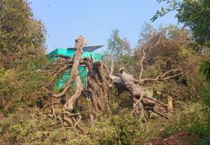  தாமலில் 100 ஆண்டு பழமையான புளிய மரத்திற்கு தீவைத்து எரிப்பு
