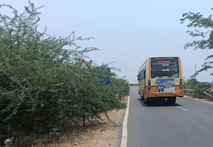  கீழக்கரை முதல் சாயல்குடி வரை ரோட்டோரம் சீமை கருவேல மரங்கள் ஆக்கிரமிப்பு அதிகம் நடவடிக்கை எடுங்க ஆபீஸர்