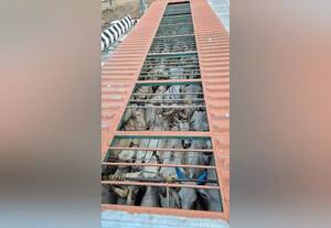  கன்டெய்னரில் மாடுகள் கடத்தல் திருப்பத்துார் போலீசில் வழக்கு
