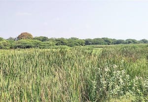  உடையகுளம், செங்குளம் துார்வாராததால் 3 ஆயிரம் ஏக்கருக்கு சிக்கல் சின்னமனுார் பகுதி நெல் விவசாயிகள் புலம்பல்