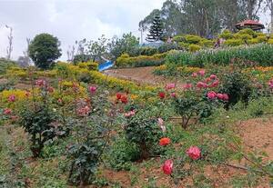  'கொடை' யில் பூத்துக்குலுங்கும் ரோஜாக்கள்