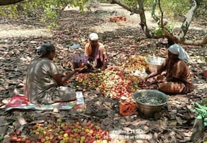 ரூ.100 கோடி மதிப்பிலான முந்திரி பழங்கள் வீணாகும்... அவலம்:தோட்டக்கலை, தொழில்துறை அதிகாரிகள் அலட்சியம்