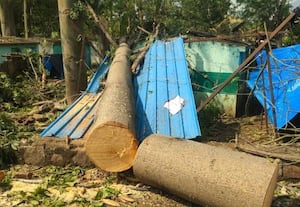  போடியில் சூறாவளி காற்றால் வாழை, மின் கம்பங்கள் சேதம்