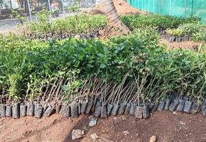  ராயப்பன்பட்டியை பசுமையாக்க 10 ஆயிரம் மரக்கன்றுகள் குளக்கரையில் குறுங்காடு அமைப்பு
