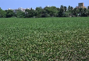  வேளச்சேரி ஏரியை பாழாக்கும் ஆகாய தாமரை; கொசு உற்பத்தி அதிகரிப்பால் மக்கள் பாதிப்பு