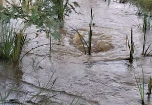  வீணாக ஓடும் காவிரி நீர்