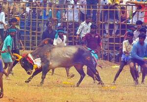 கட்டுக்குடிபட்டியில் மஞ்சுவிரட்டு