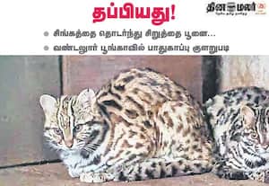 சிங்கத்தை தொடர்ந்து சிறுத்தை பூனை தப்பியது; வண்டலுார் பூங்காவில் பாதுகாப்பு குளறுபடி