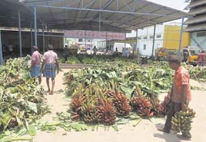 சொசைட்டியில் கூடுதல் கூடார வசதியின்றி வாழைத்தார்கள் வெயிலில் கருகும் அவலம்