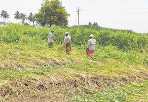 தீவனத்துக்காக சோளம் அறுவடை பணியில் விவசாயிகள்