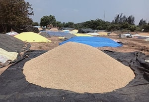  உத்திரமேரூரில் நெல் மூட்டைகள் தேக்கம் கொள்முதல் செய்ய விவசாயிகள் வலியுறுத்தல்