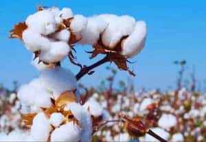  பஞ்சு இறக்குமதி வரியை நீக்க பின்னலாடை துறை வலியுறுத்தல்